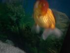 Oranda Gold Fish