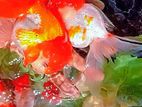 Oranda Gold Fish