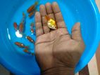 Oranda Goldfish