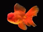 ORANDA GOLDFISH