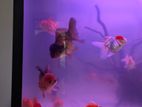 Oranda Goldfish