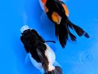 Oranda Panda Fish