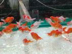 Oranda RedCap