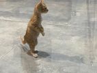 Orange Kitten for Kind Home