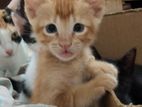 Kitten for Kind Home