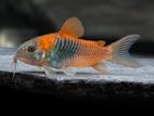 Orange Venezuelas Corydoras
