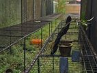 Orchid Net House