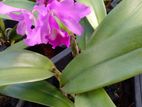 Orchid Plants - Catlia