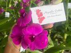 Orchid Plants