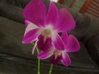 Orchid Plants