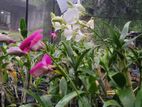 Orchid Plants