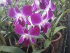 Orchids