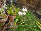 Orchids Plant