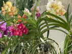 Orchids Plants
