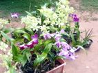 Orchid Plants