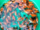 Orenda Gold Fish