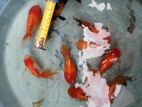 Oranda Goldfish
