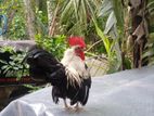 org කුකුළයි කොචින් කුකුළු දෙක