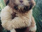 Shih Tzu Puppy