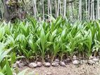 Organic Coconut Plants