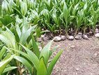 Organic Coconut Plants