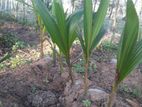Coconut Plants