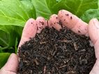 Organic Compost