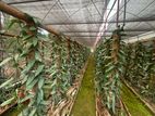 Organic Vanilla Plantation for Sale – Kandy