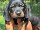 Dachshund Puppies
