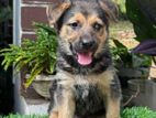 German Shepherd Puppies