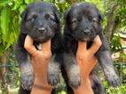 German Shepherd Puppies
