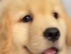 Golden Retriever Puppy