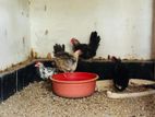 Rooster
