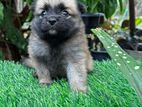 Lion Pomeranian Puppies