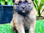 Lion Pomeranian