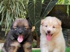 Lion Pomeranian