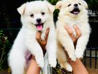 Lion Pomeranian Puppies