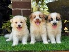 Lion pomeranian puppies
