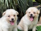 orginal lion Pomeranian puppies