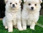 Lion Pomeranian Puppies