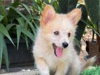 Original Lion Pomeranian Puppies