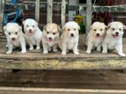 Lion Pomeranian Puppies