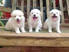 Lion Pomeranian Puppies