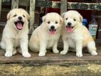 Lion Pomeranian Puppies