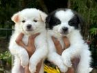 Lion Pomeranian Puppies