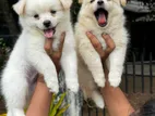 Lion Pomeranian Puppies