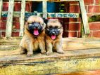 Lion Pomeranian Puppies