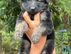 Lion Shepherd Puppy