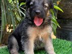 Lion Shepherd Puppies