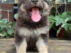 Lion Shepherd Puppies